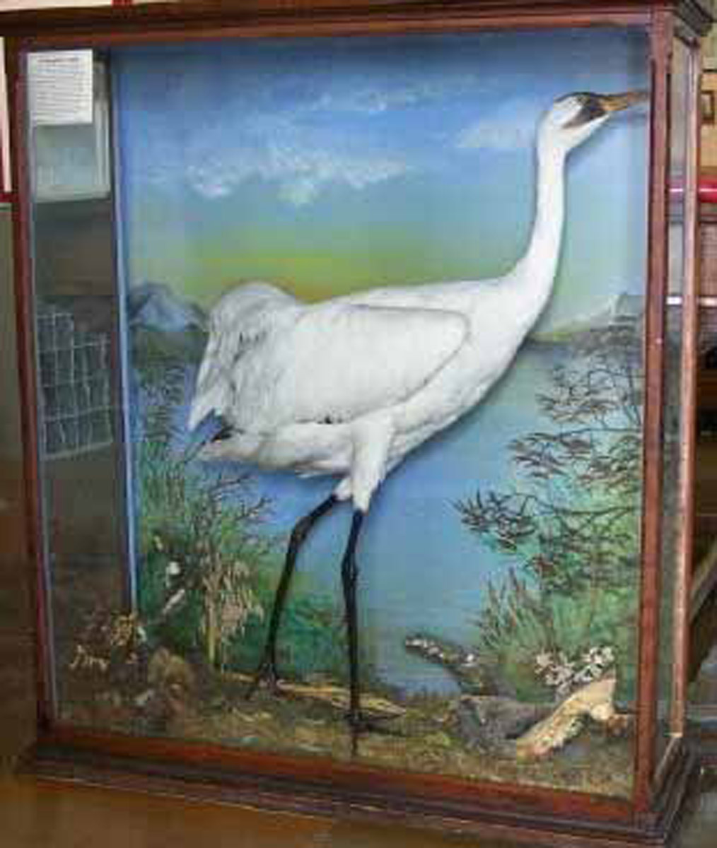 Whooping Crane (1903 taxidermy)